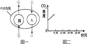 解析西瓜葉肉細(xì)胞的生理活動(dòng)與結(jié)構(gòu)層次